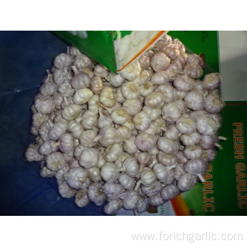 Normal White Garlic High Quality 2019